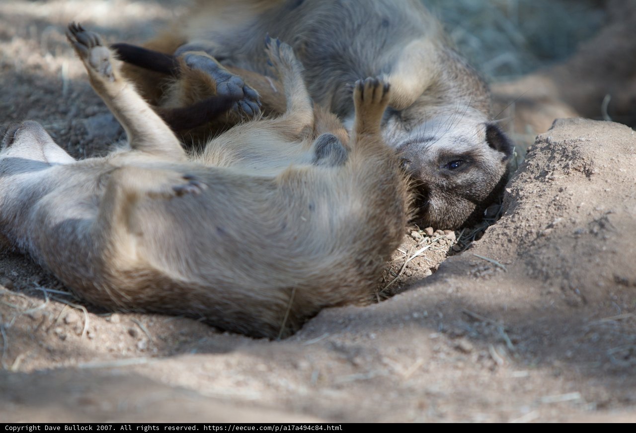 Playtime in the Dirt