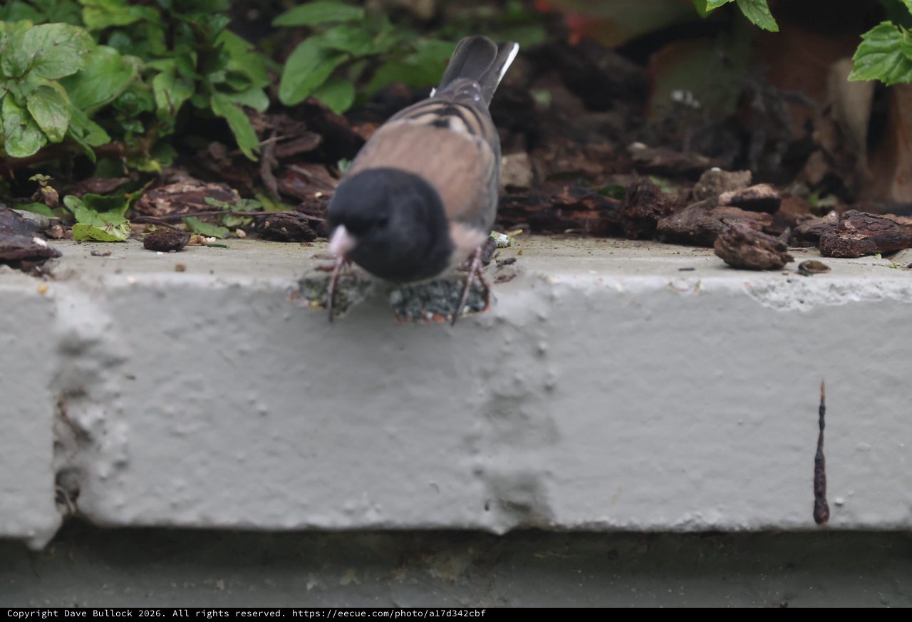Dark-eyed Junco Foraging on Garden Ledge