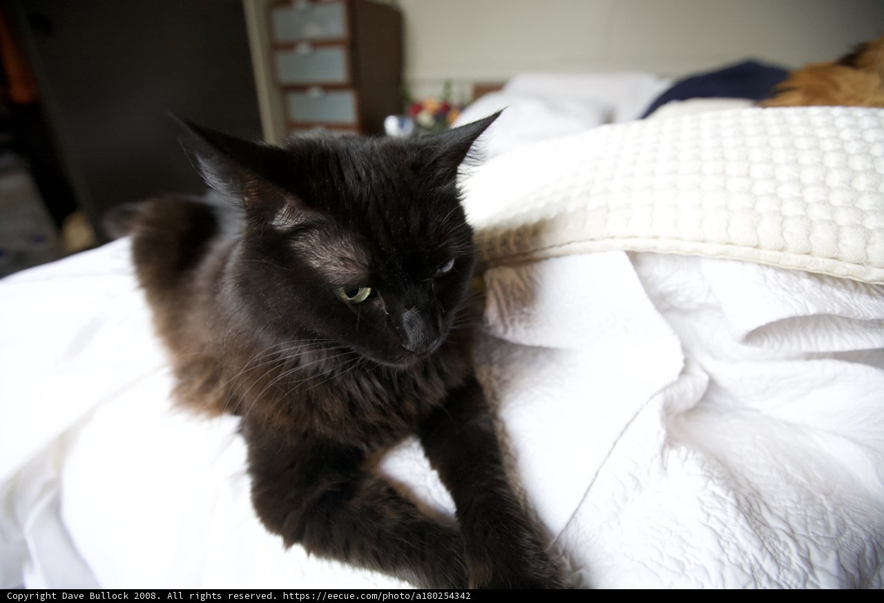 Cat Nap on Cozy Bed