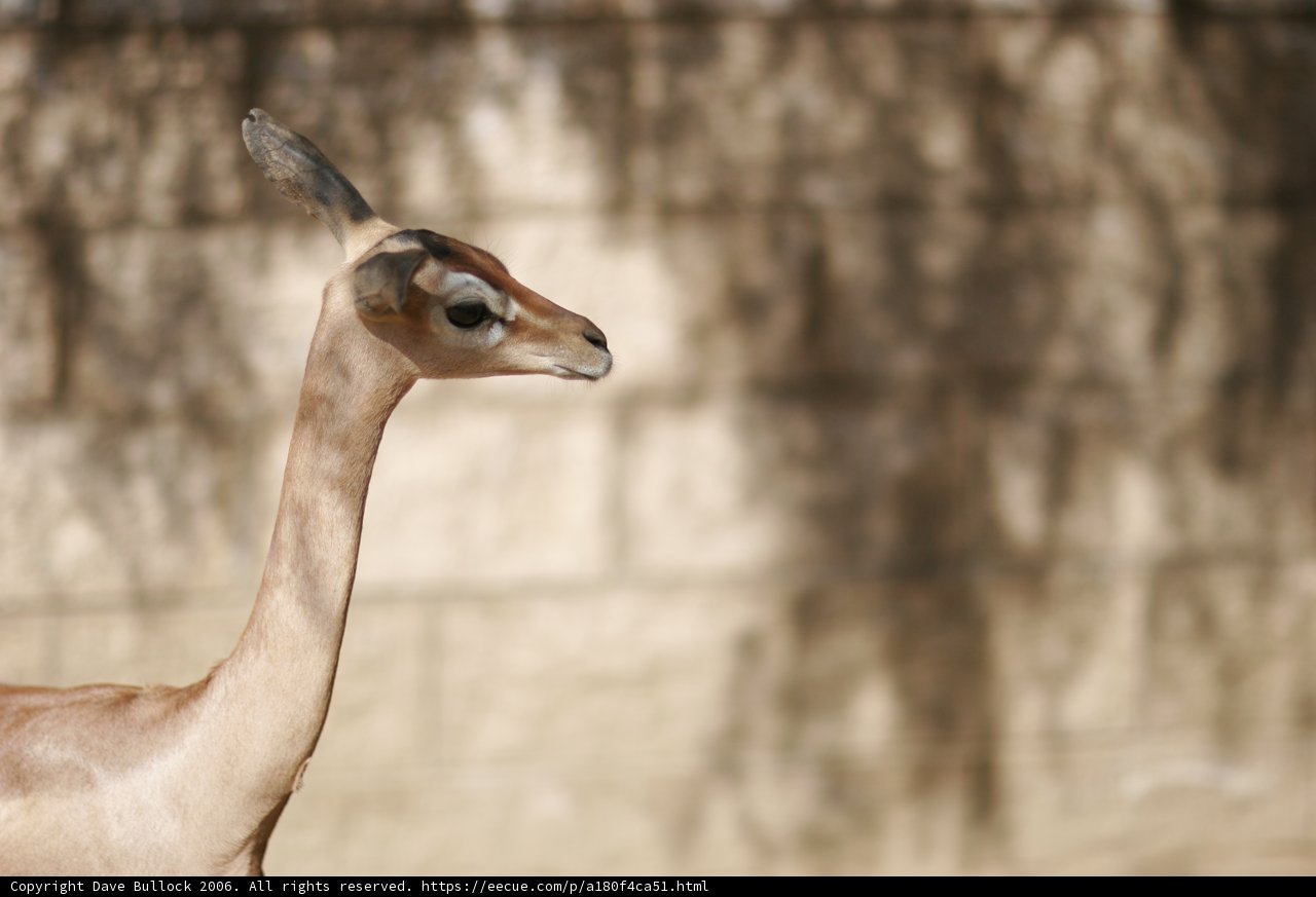 Long-Necked Impala