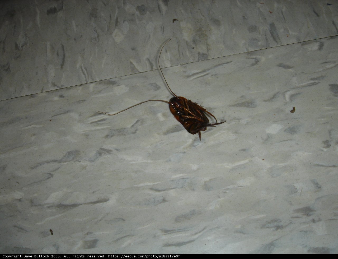 Unwanted Visitor