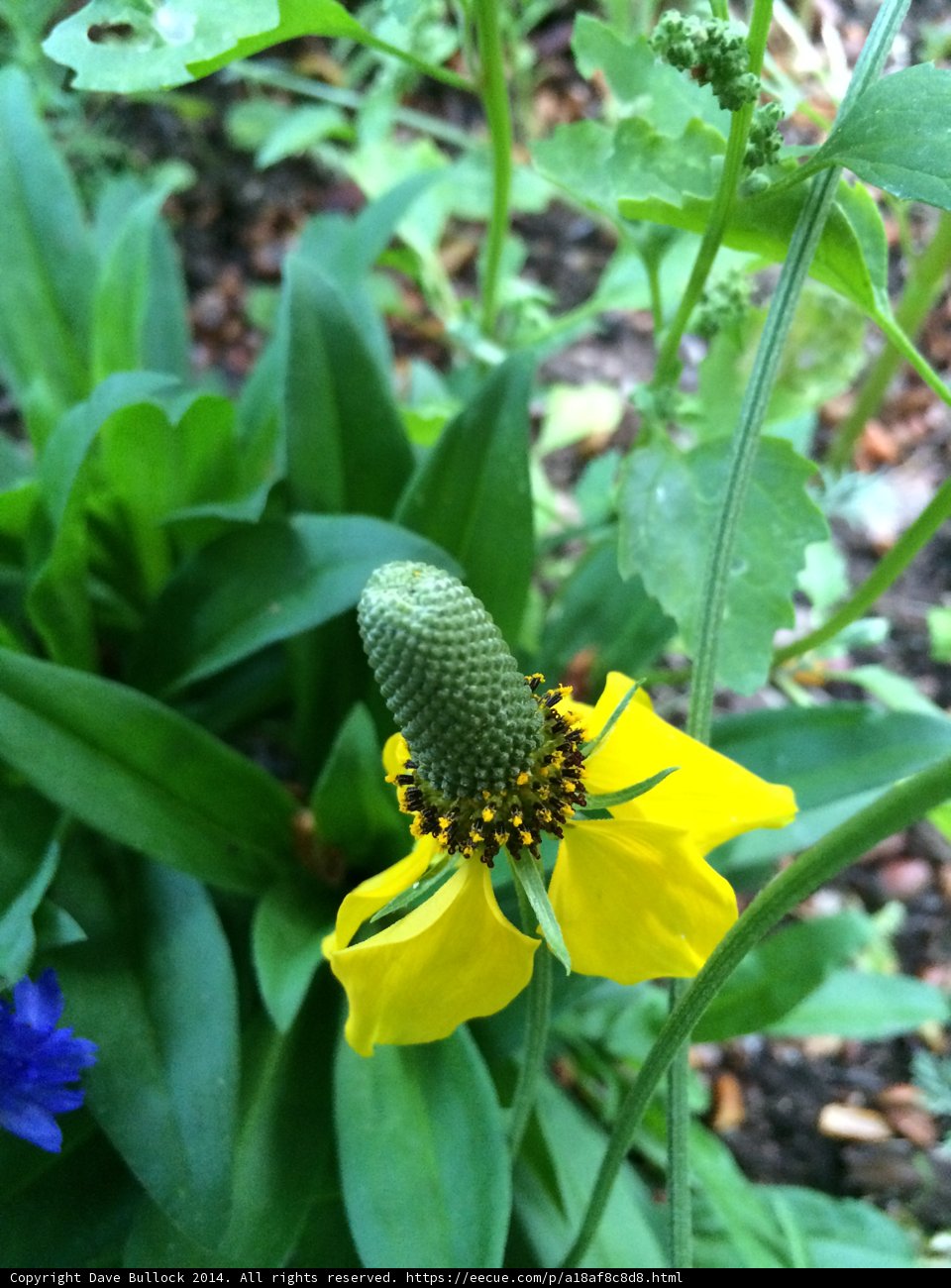 A Yellow Daisy Amongst Blue Anemones