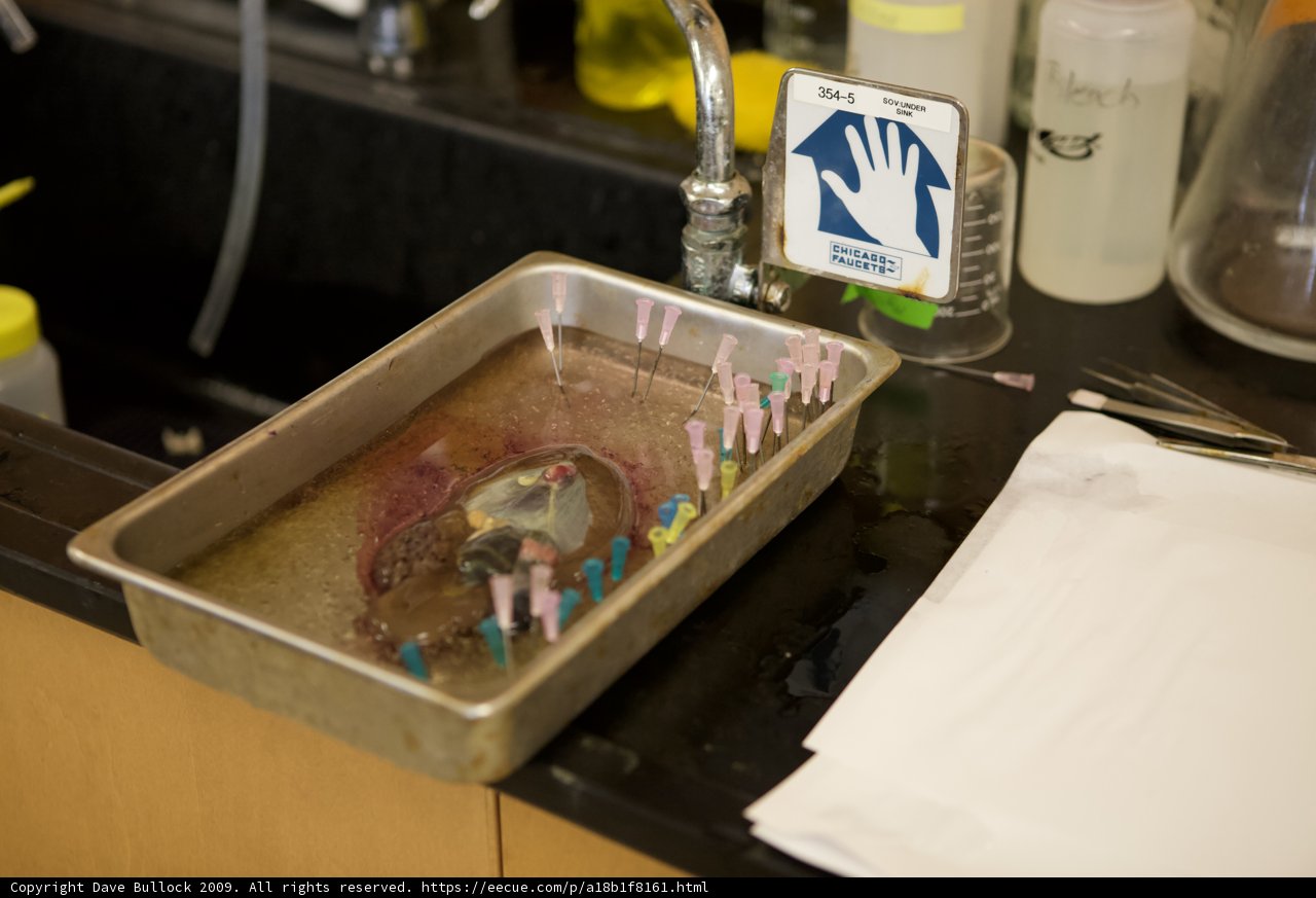 Fish in the Sink