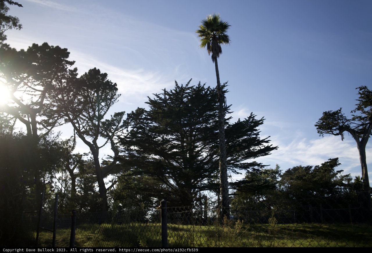 Sun-Kissed Palm: Symbol of a Vivid Summer