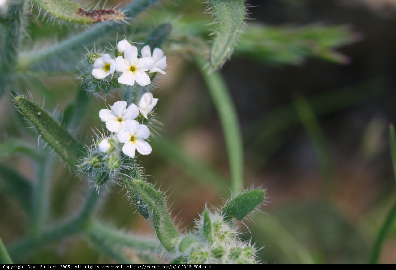 Delicate Geranium Bloom