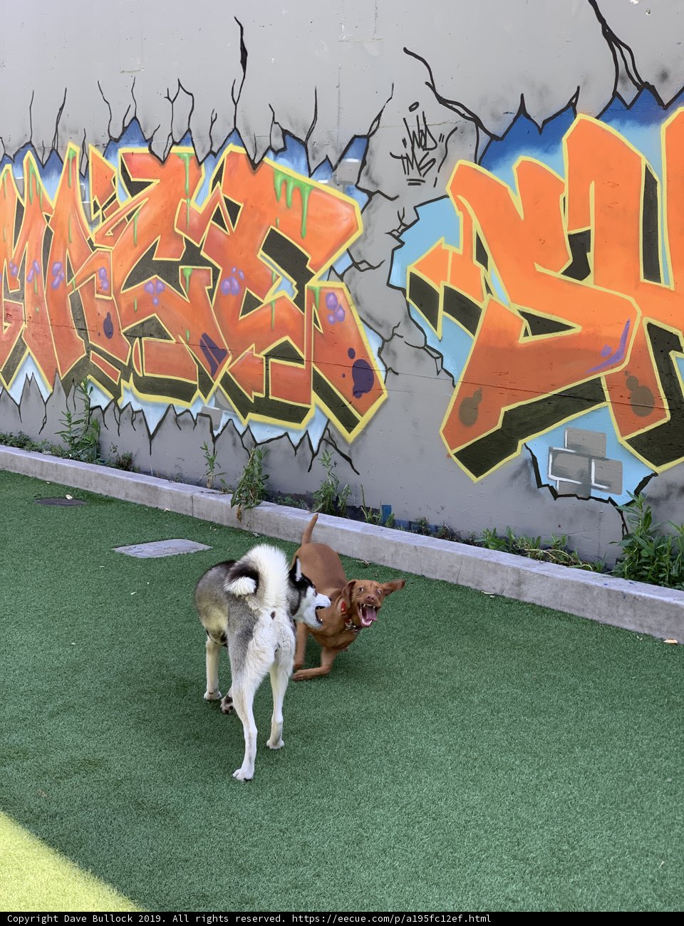 Playtime Amidst Graffiti