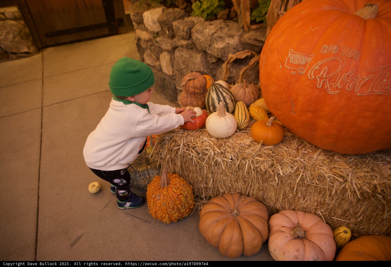 Autumn's Harvest: Wesley's Pumpkin Adventure