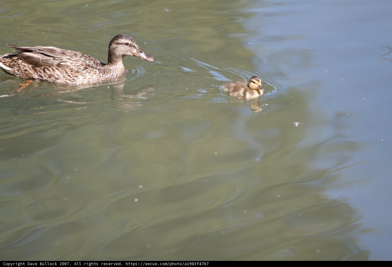 Serene Swim