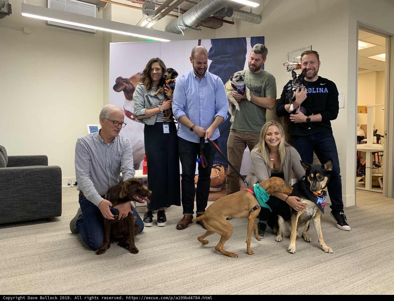 Pawsome Workplace Buddies