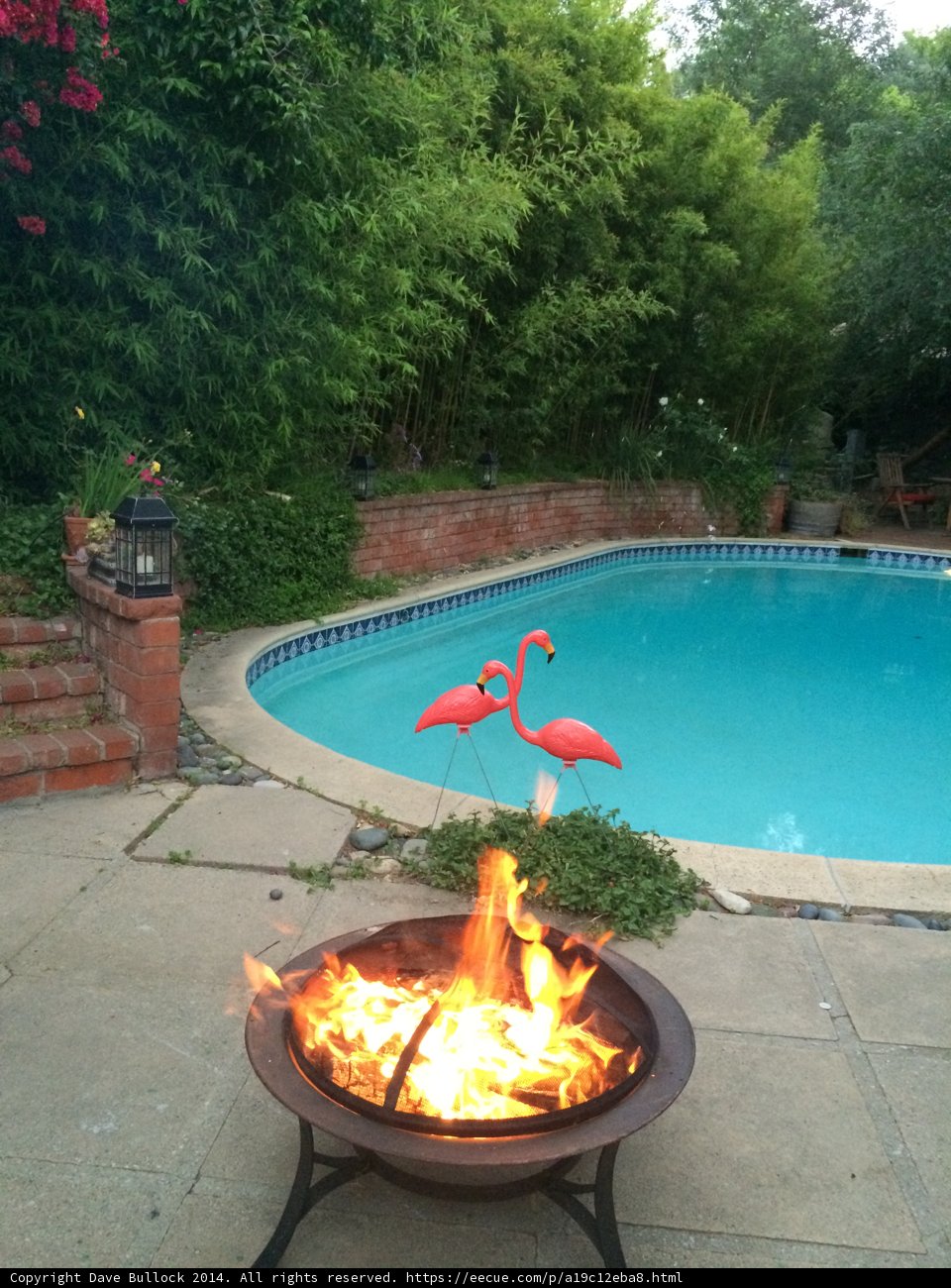 Flamingo Oasis