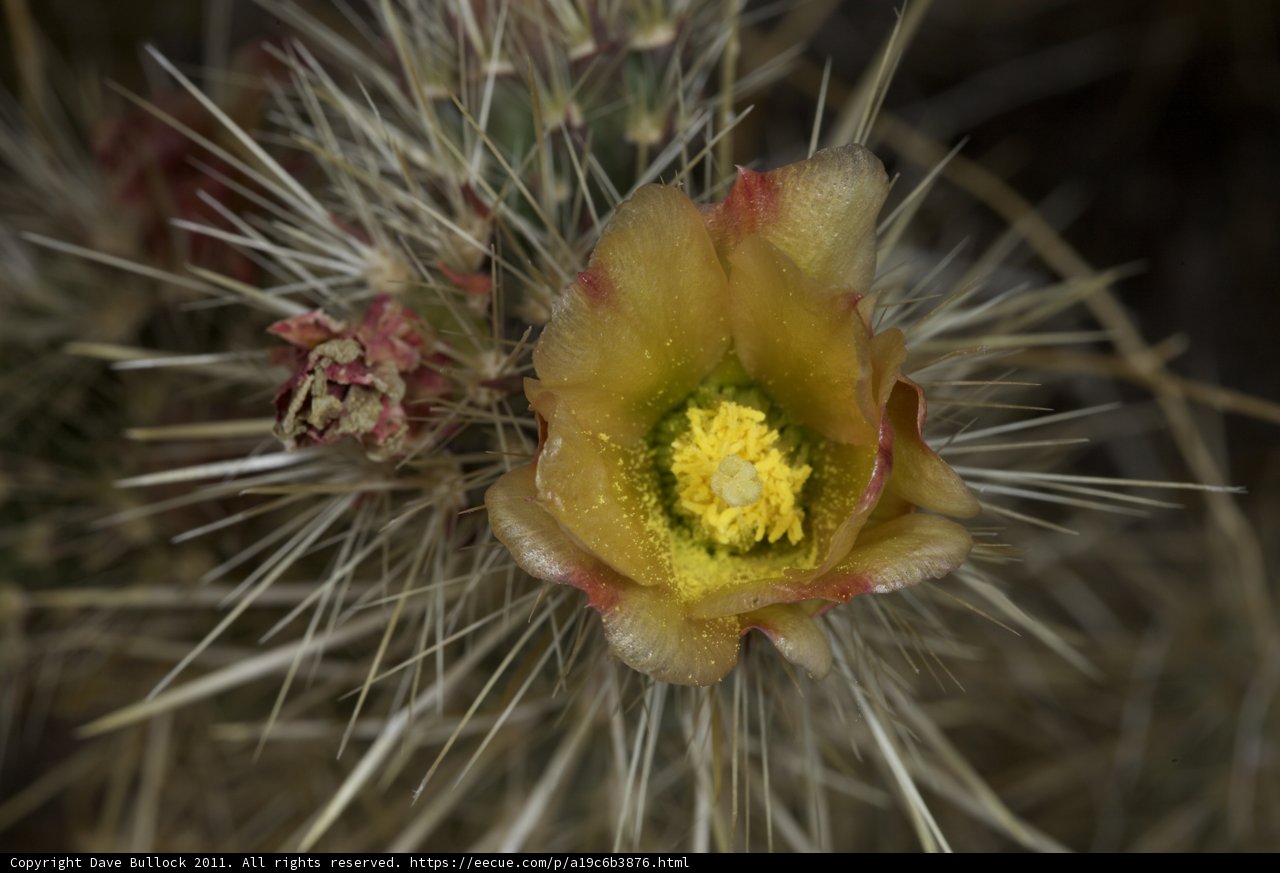 Sunny Cactus Bloom