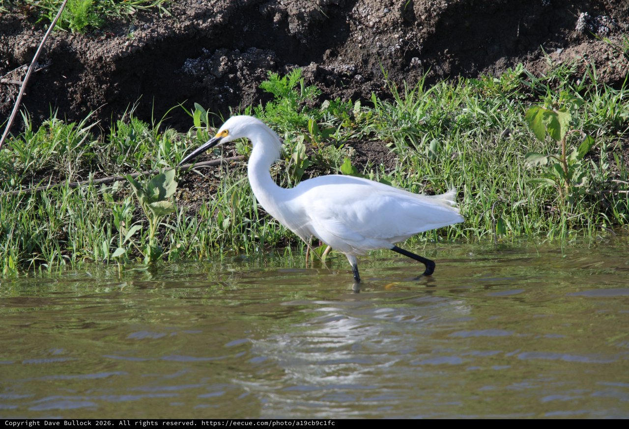 Snowy Egret Foraging in Shallow Wetland Waters
