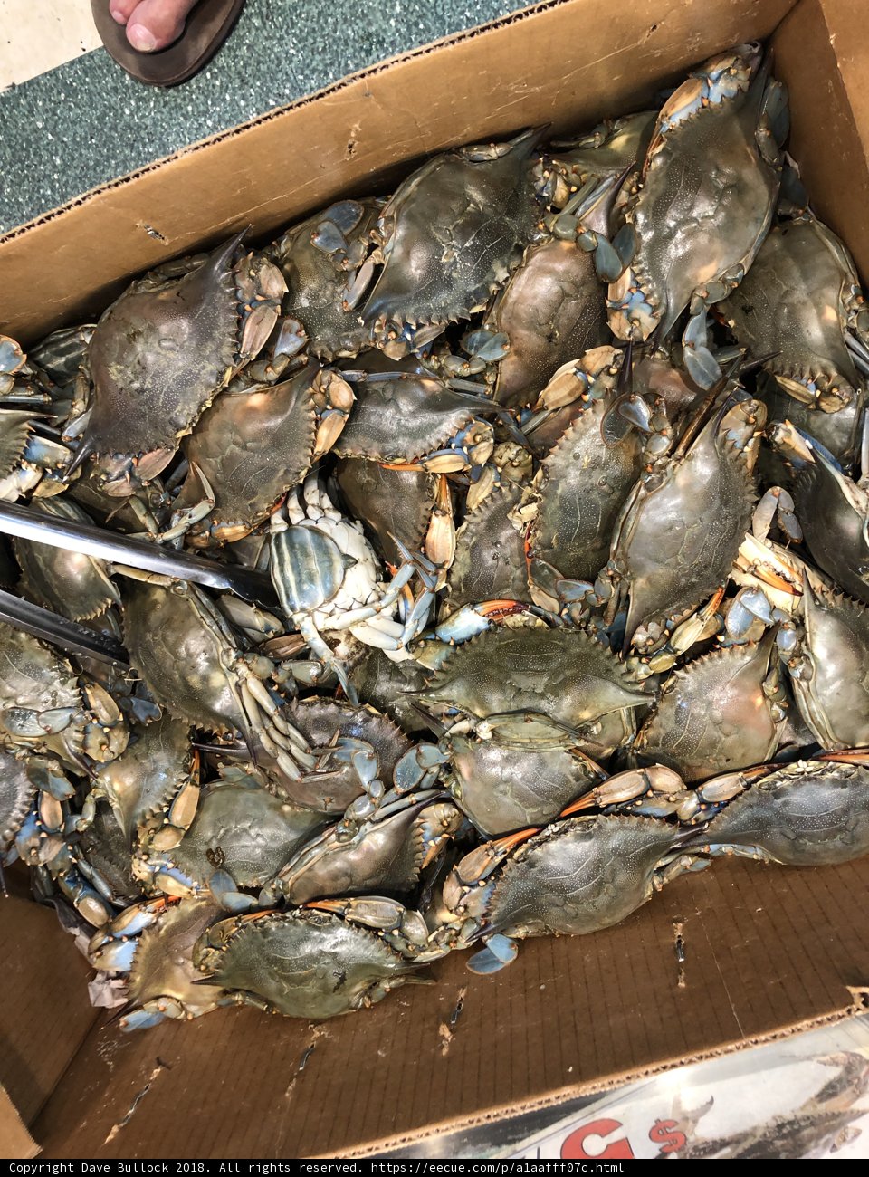 Fresh Seafood Delight