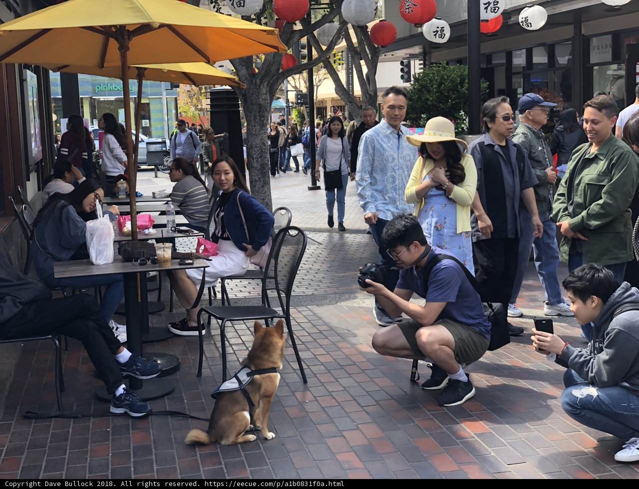 Dining with a Furry Friend