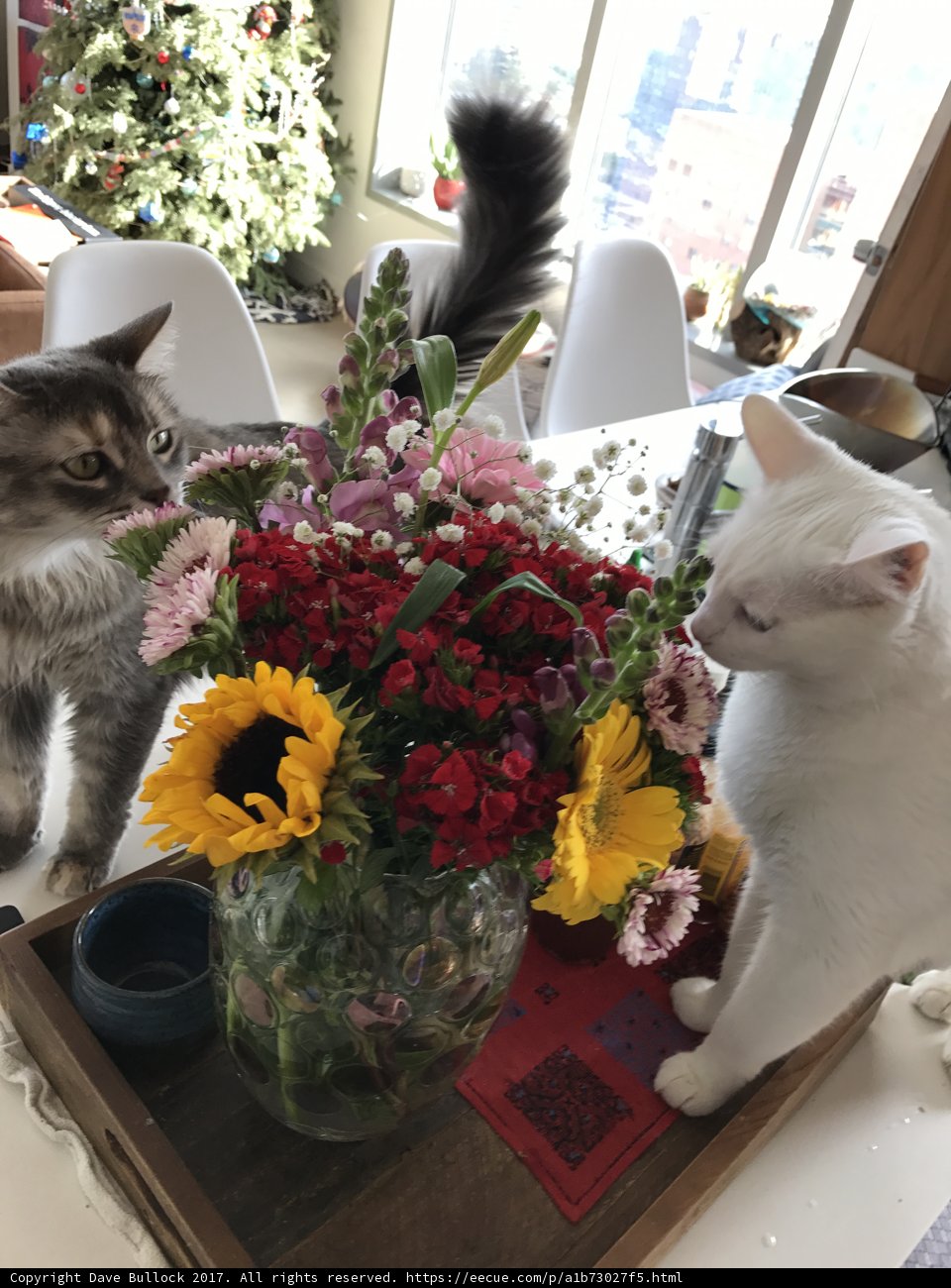 Feline Florist