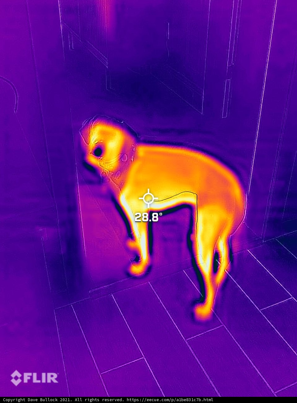 Terrific Thermal Dog