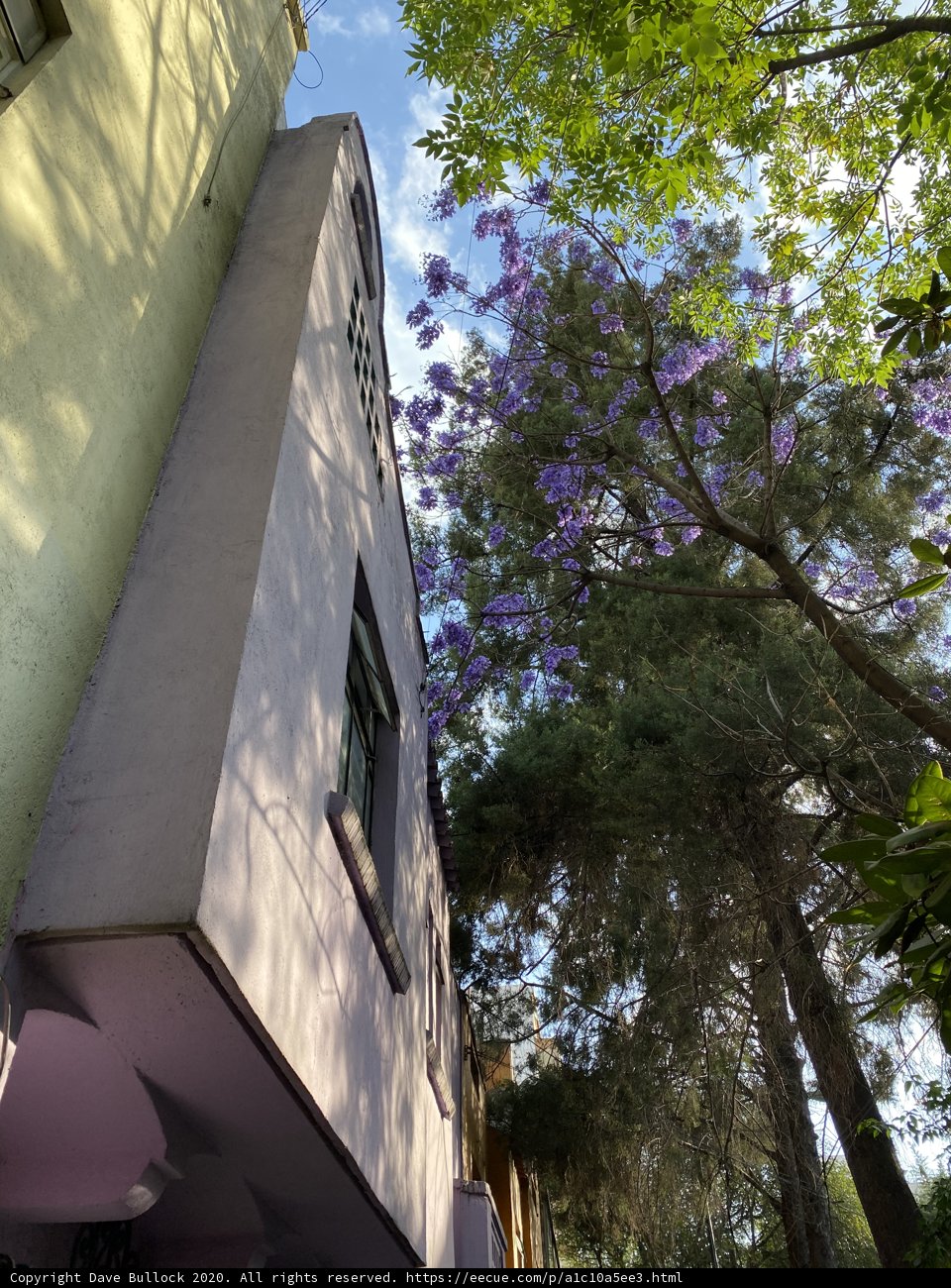 Purple Building with Tree and Blue Sky