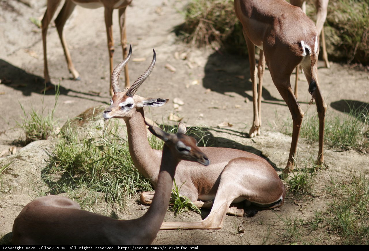 Wildlife Gathering