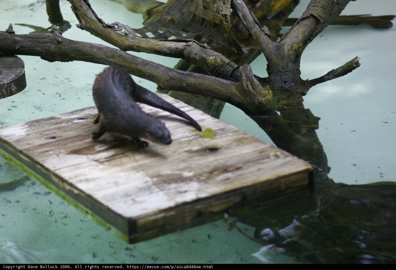 Otter on a Wooden Platform