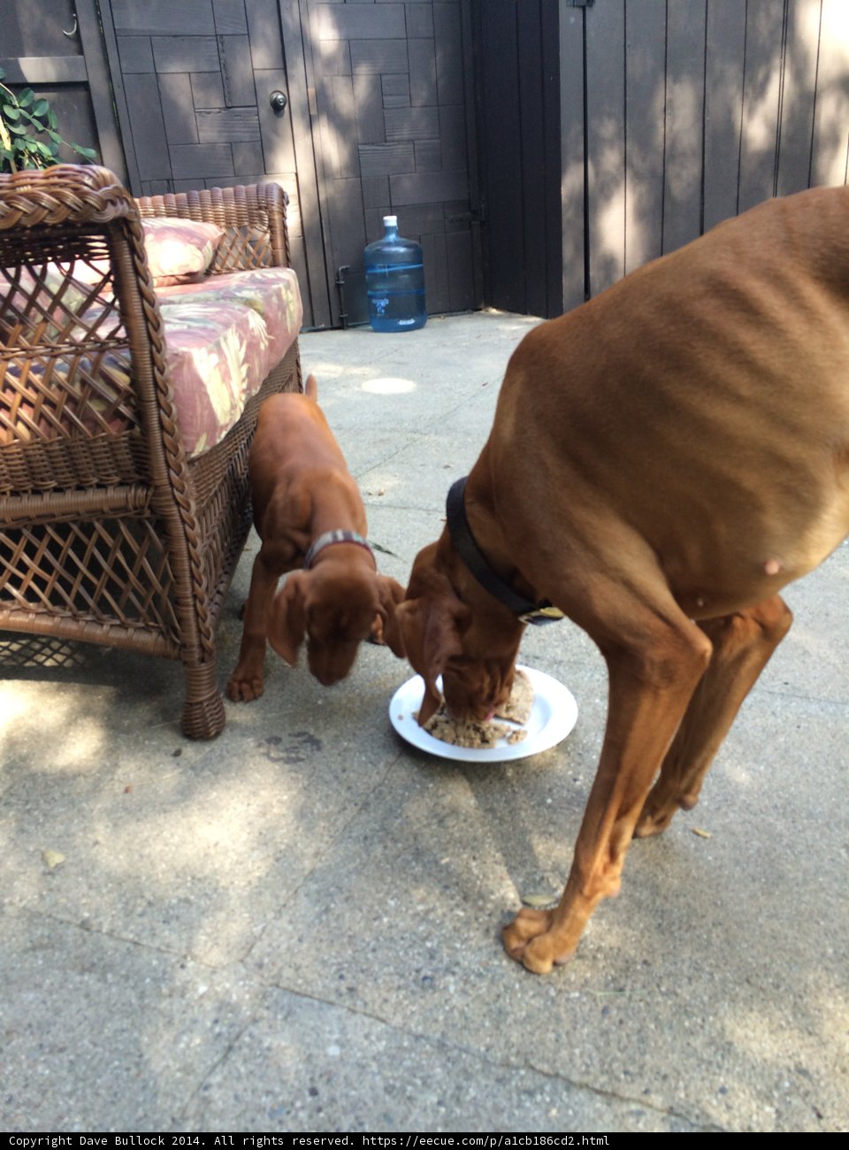 Two dogs enjoying a meal