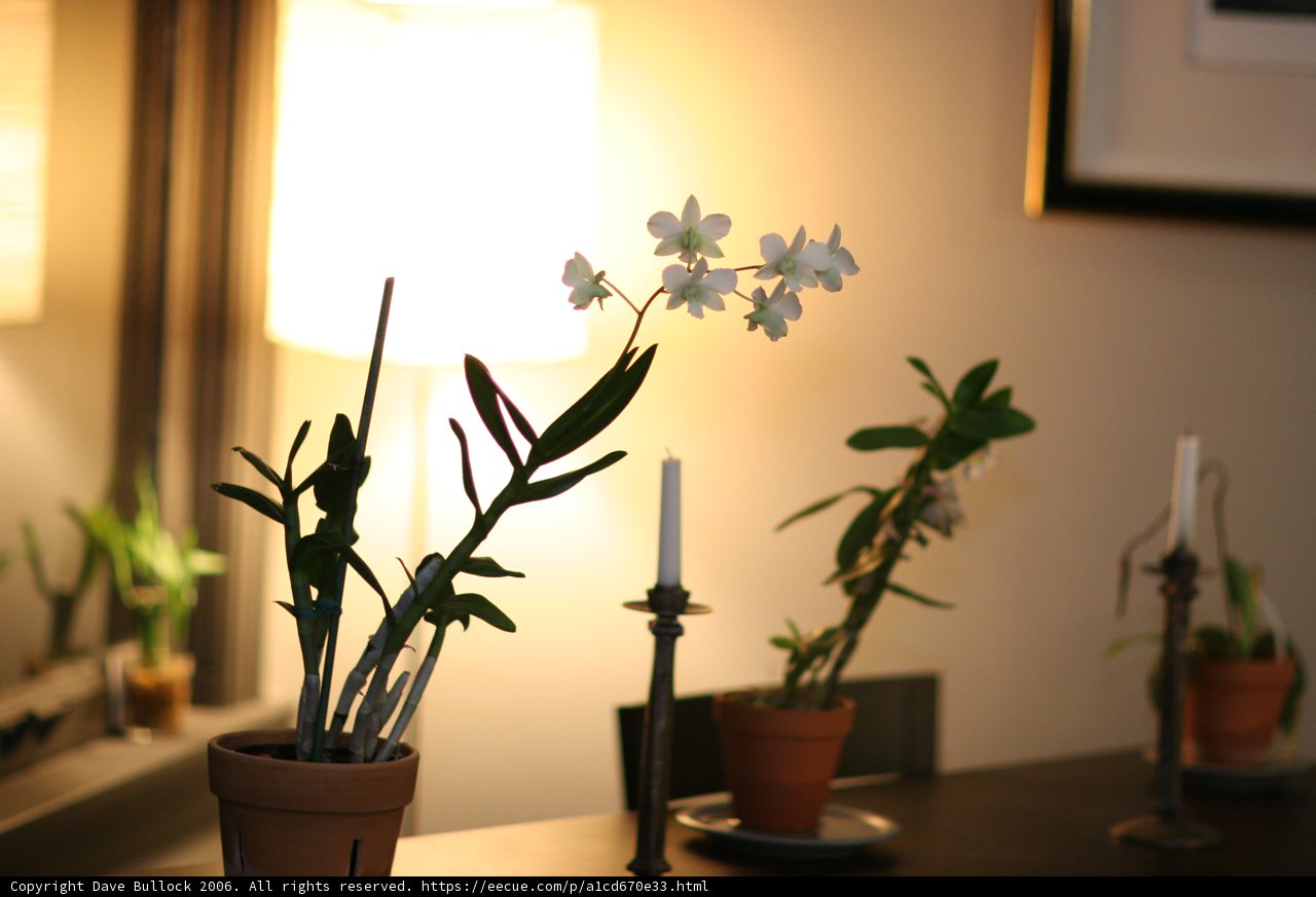 Elegant Flower Arrangement