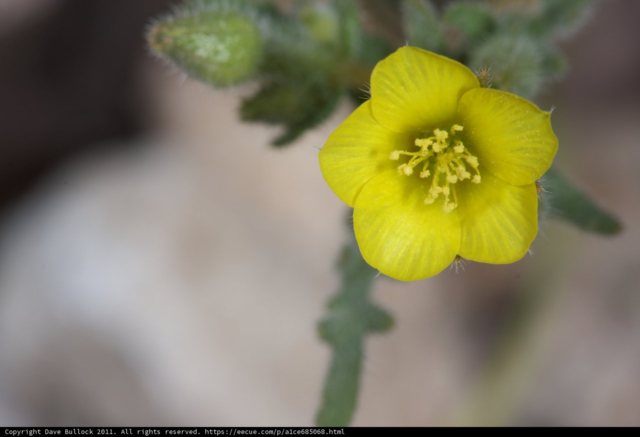Geranium's Pollen Journey