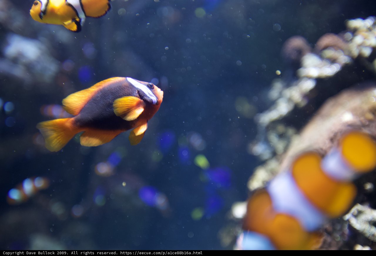 A Colorful School of Clownfish