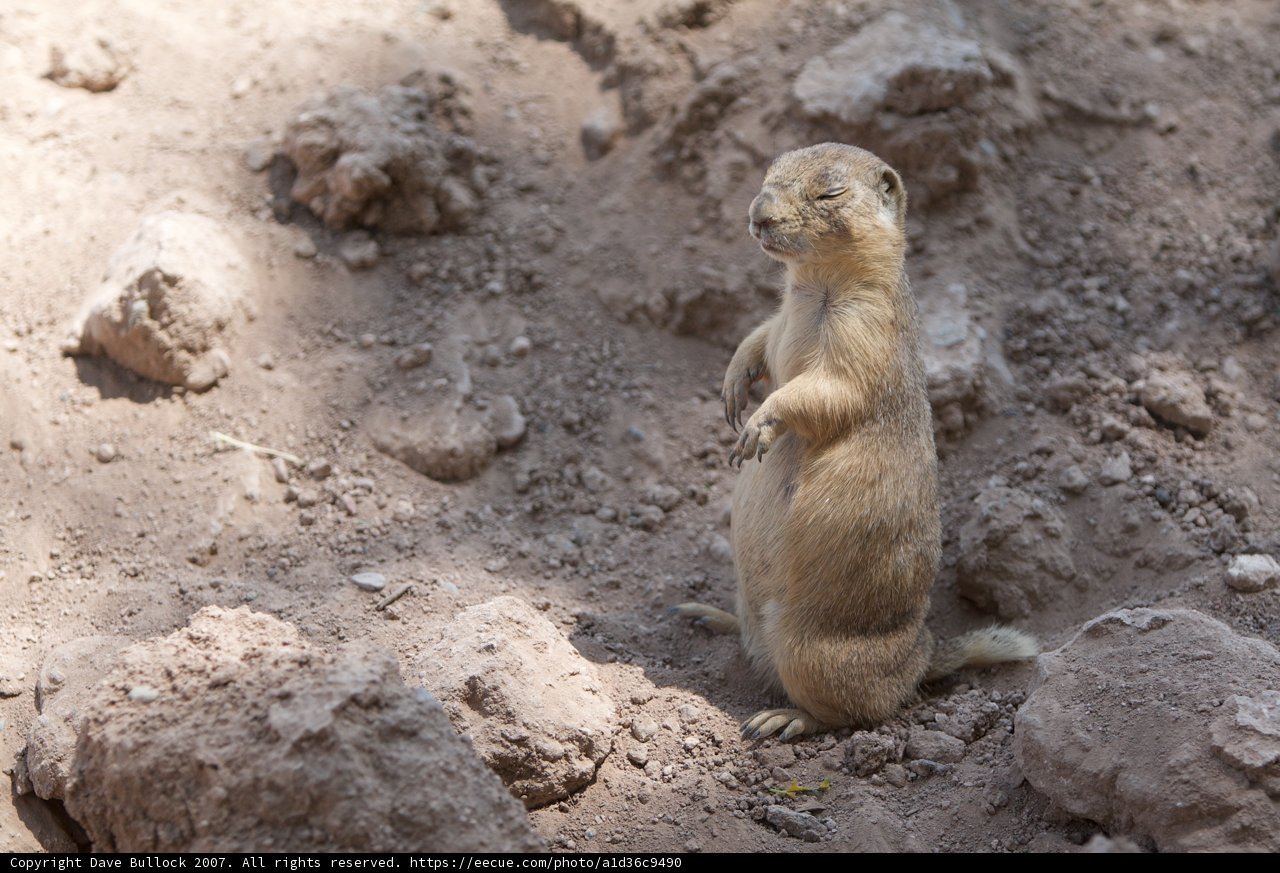 Ground Squirrel Posing on the Rocks