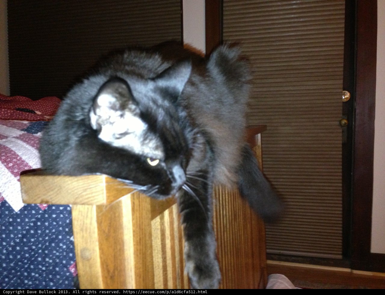 Feline on Furniture