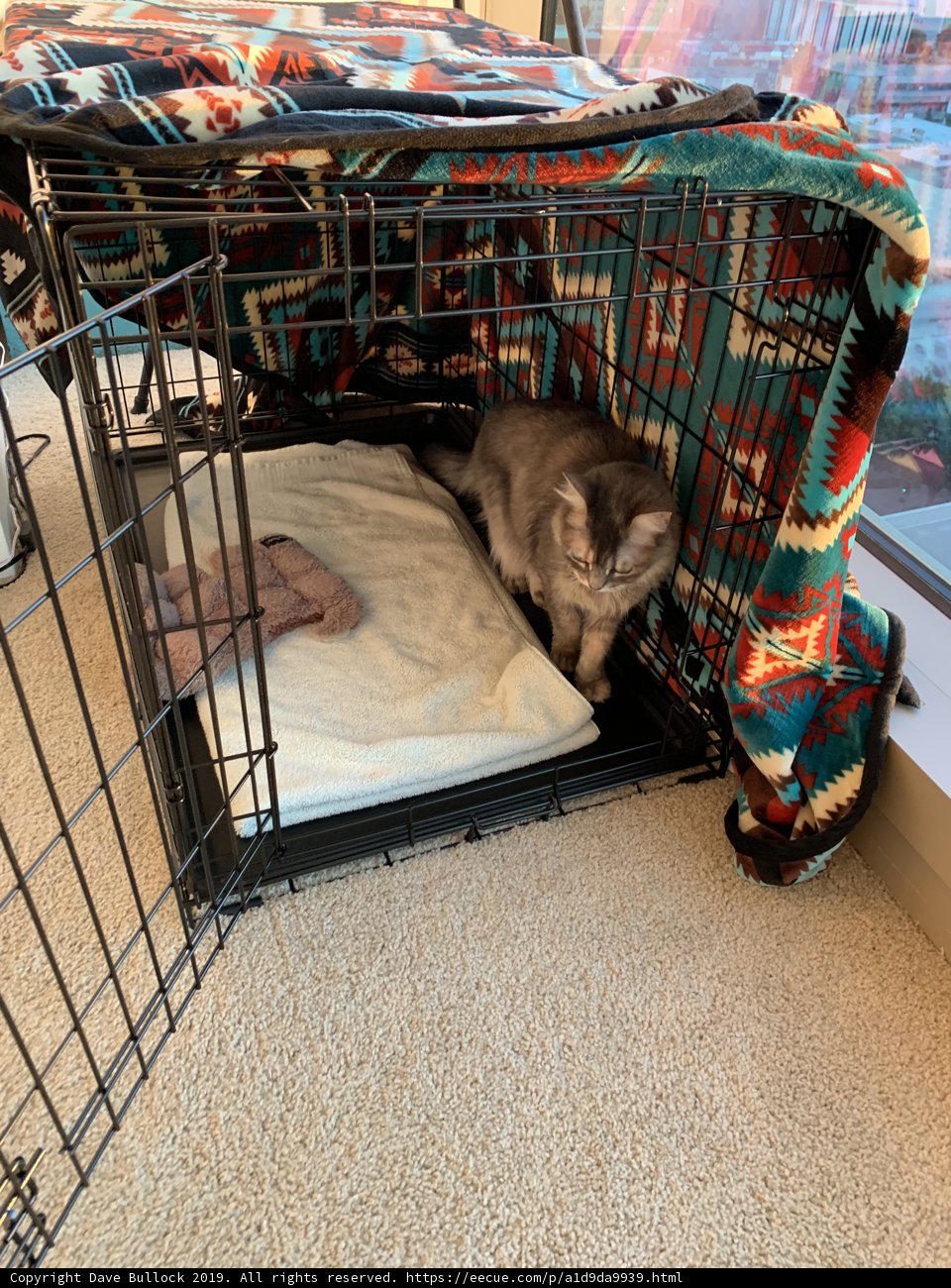 Trapped in a Cage
