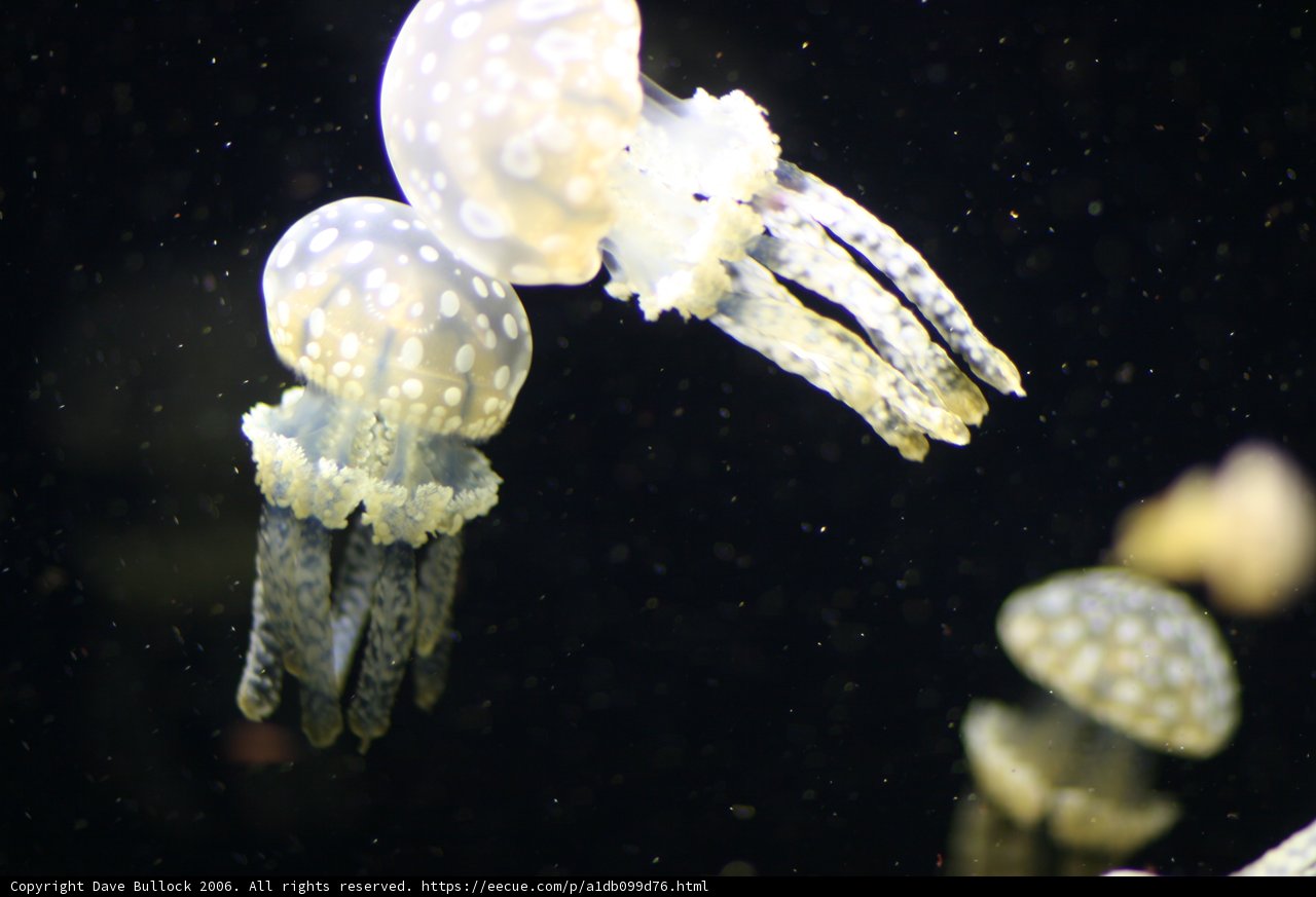 Serene Sea Creatures