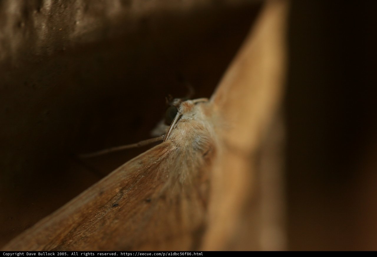Insect Encounter