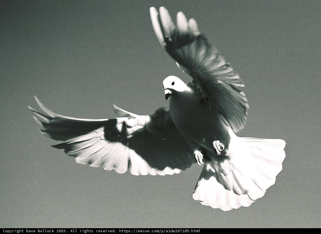 Majestic Dove Soaring Through the Blue Skies