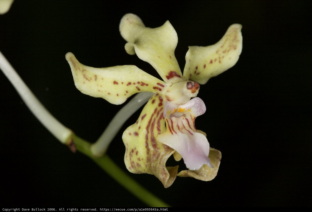 Beautiful Spotted Orchid