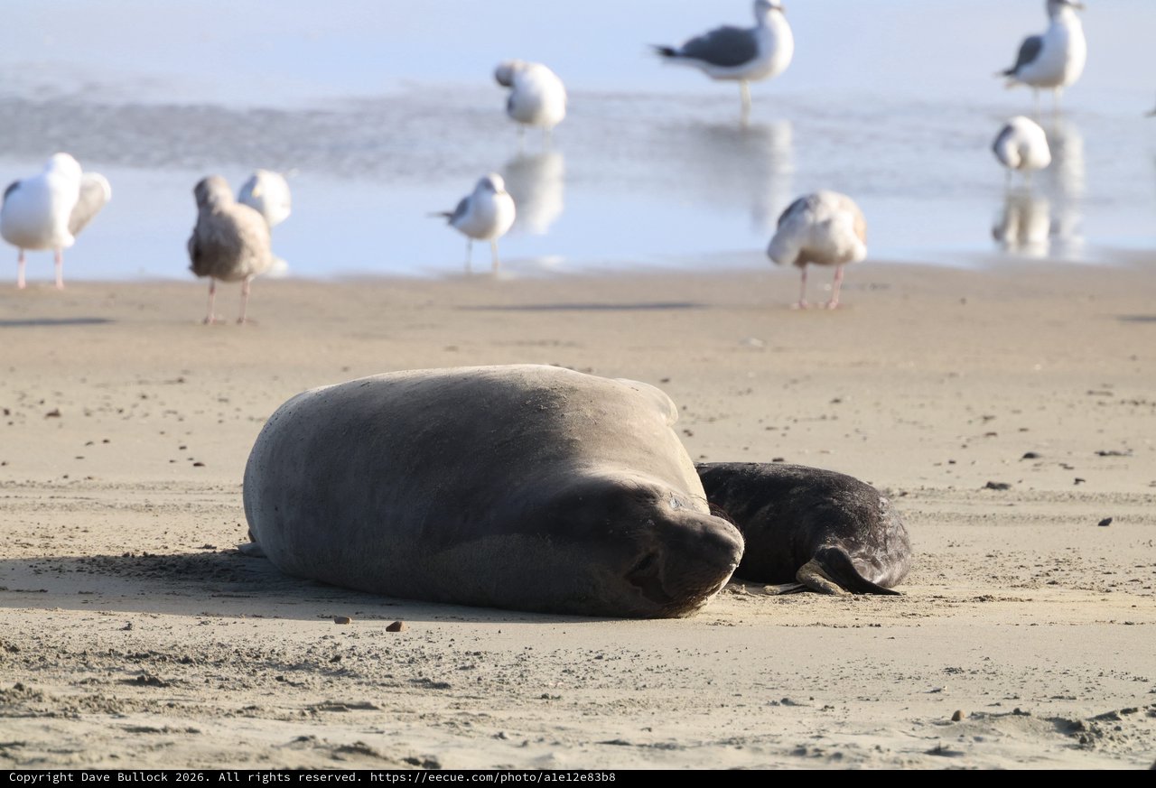 Elephant Seal Mother and Pup Resting on Sandy Beach