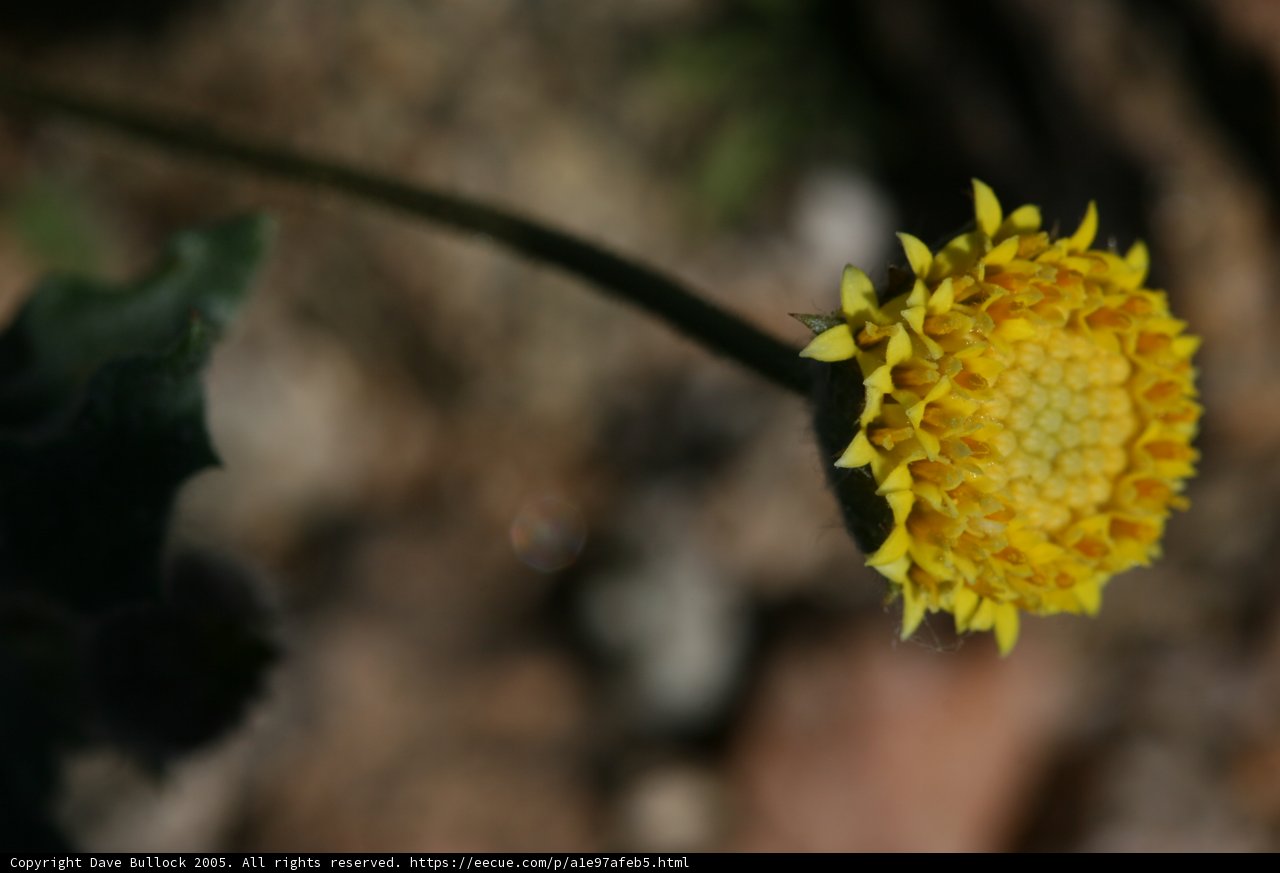 Shining Yellow Daisy in the Sun