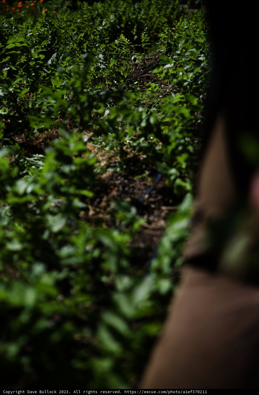 Embracing Nature at the Vineyard