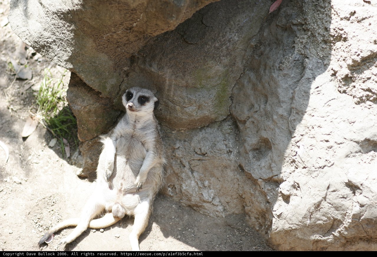 Meerkat King on the Rocks