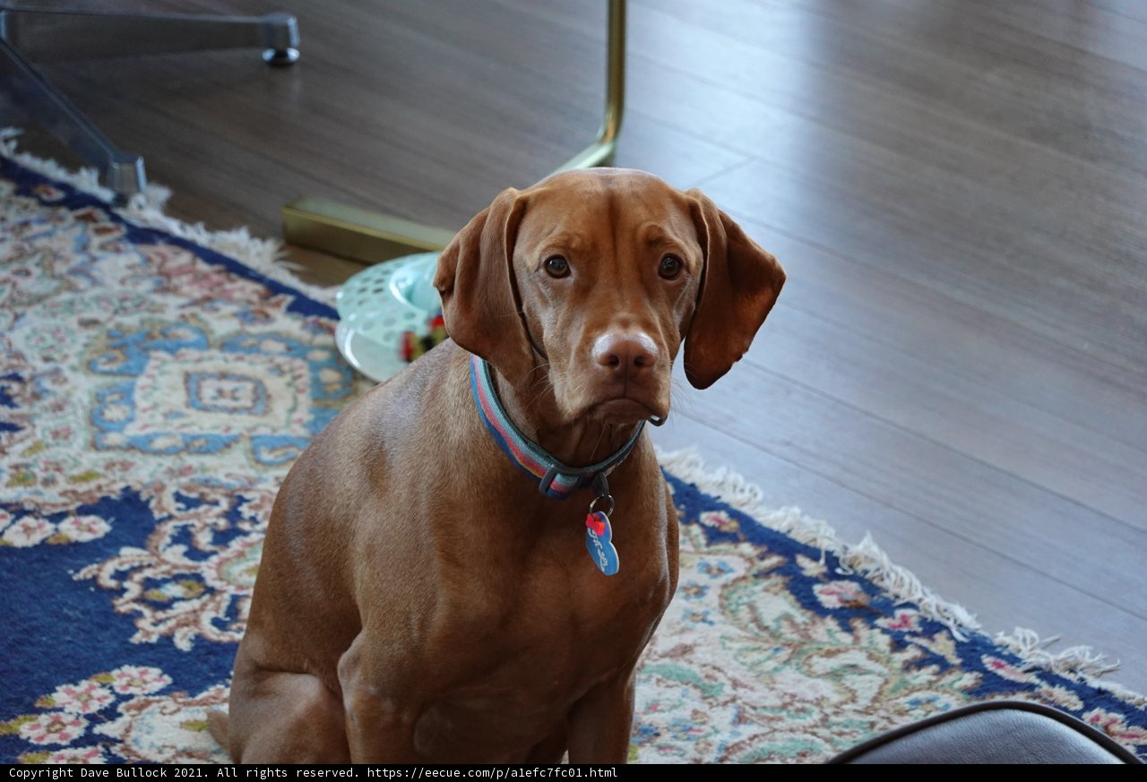 Home Décor Pup