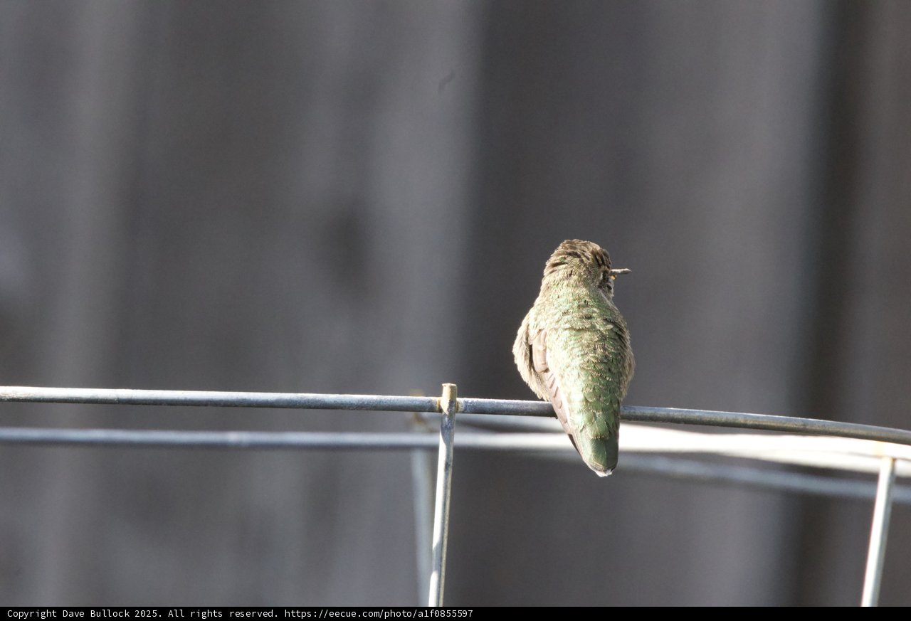 Tranquil Perch