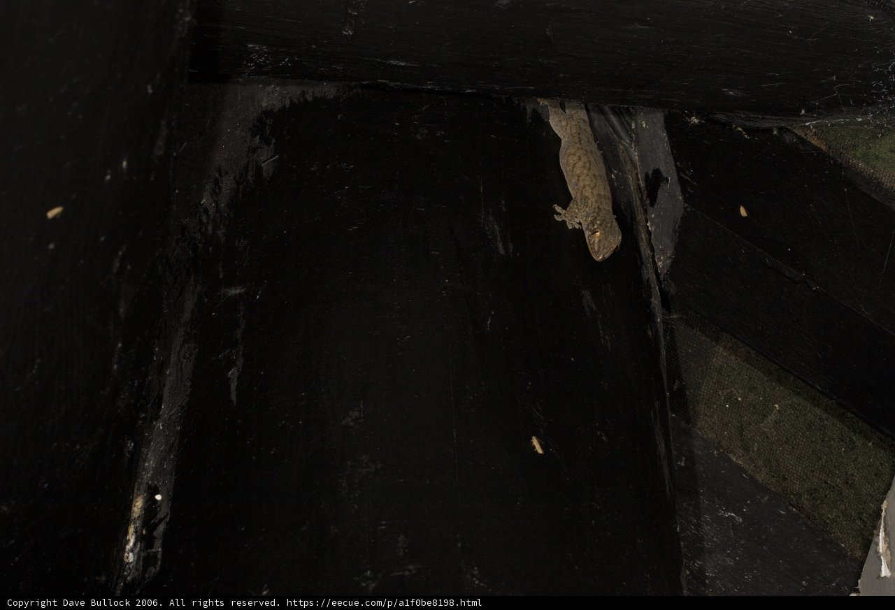 Lone Lizard in Dark Dungeon