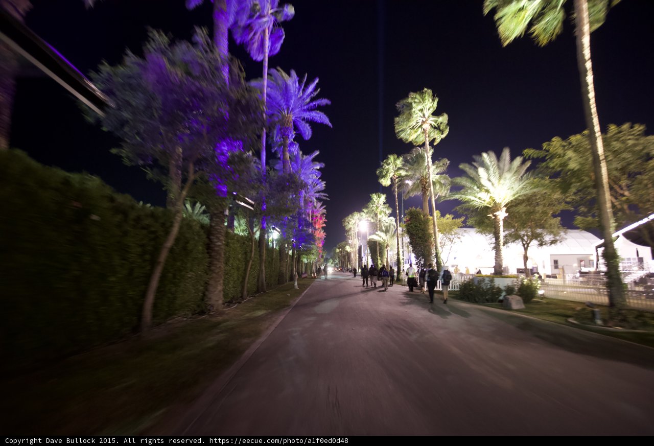 Evening Stroll Under Palms