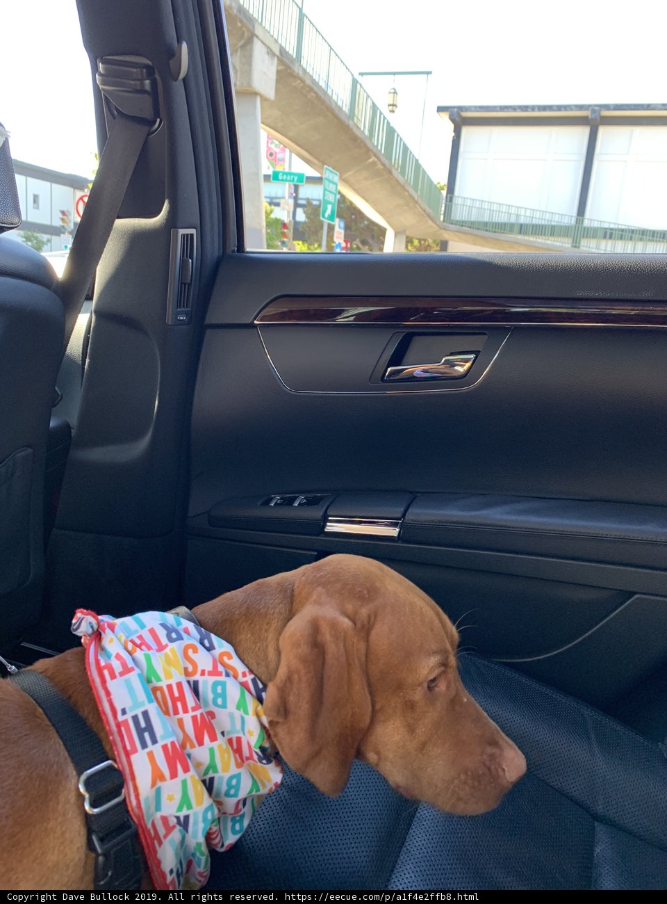 Colorful Vizsla Companion in the Back Seat