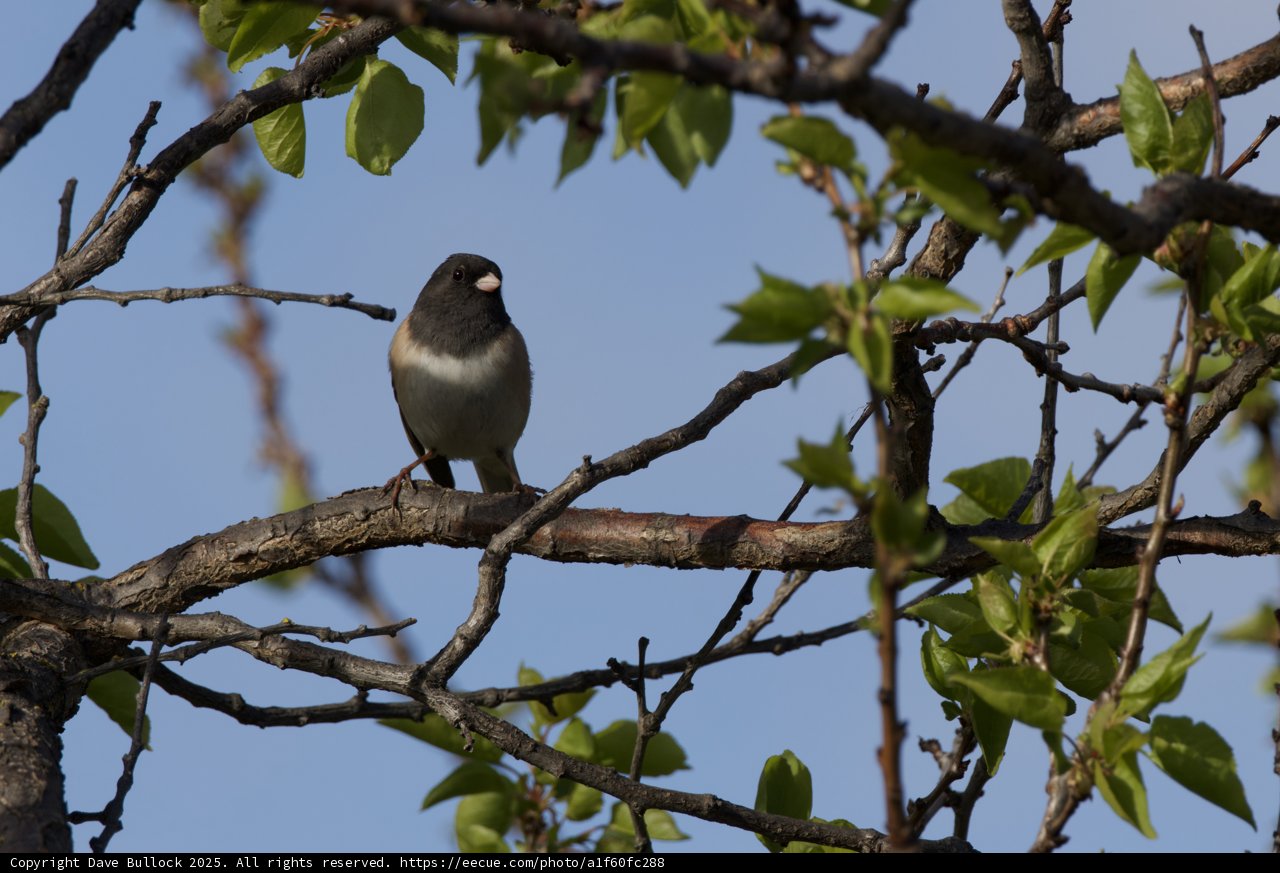 Tranquil Perch