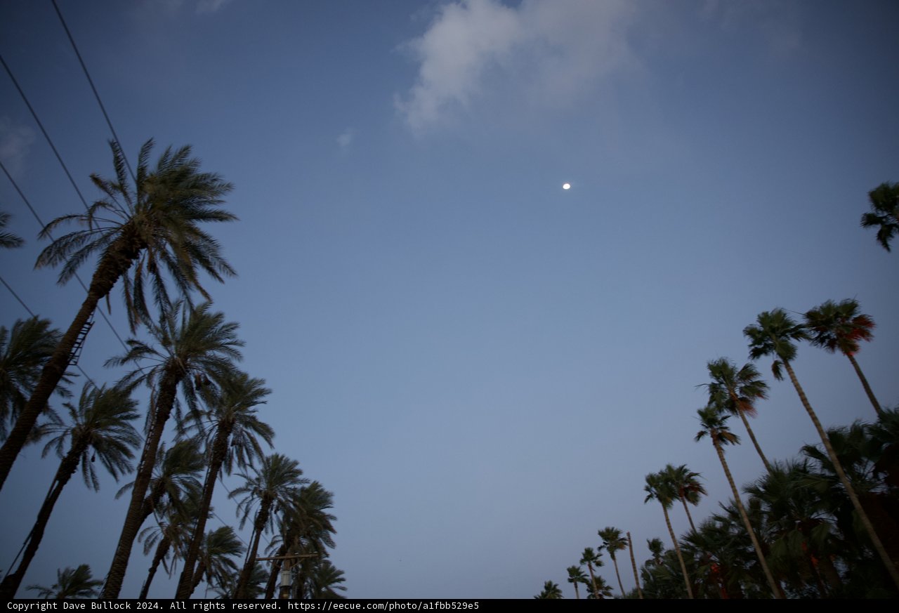 Moonlit Palms at Dusk - Coachella 2024