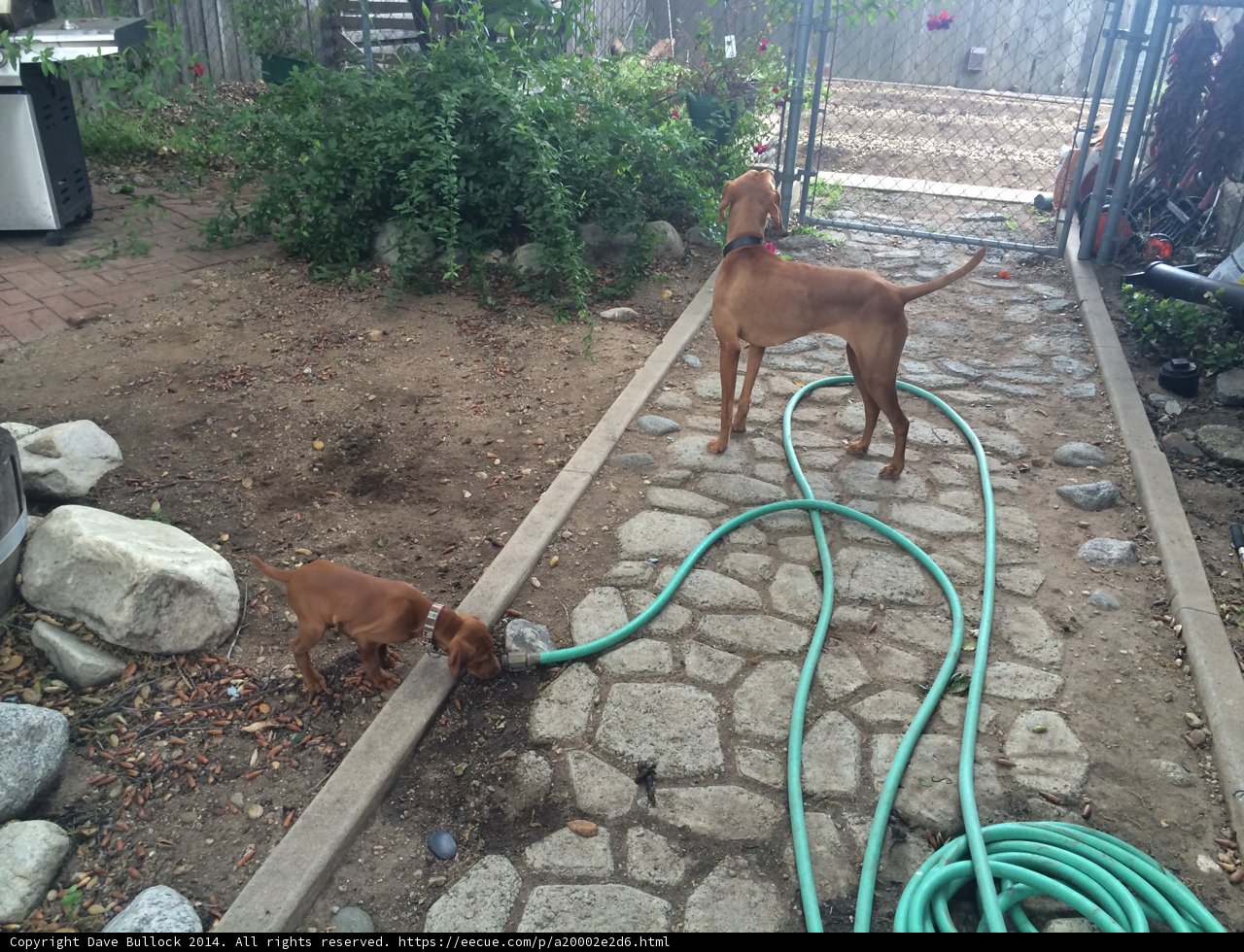 Dogs having a blast with hose in Altadena backyard
