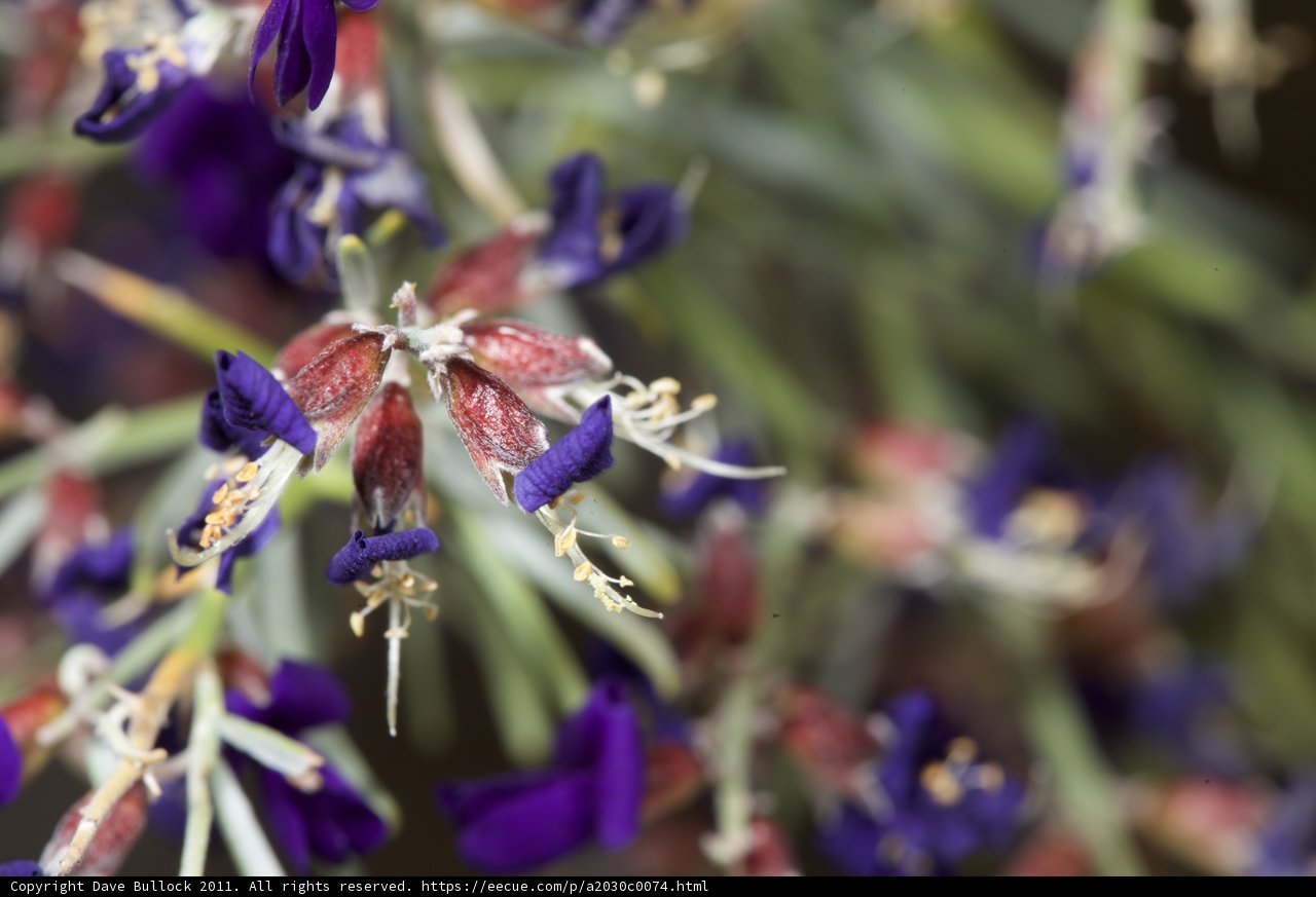 Vibrant Blooms in Anza
