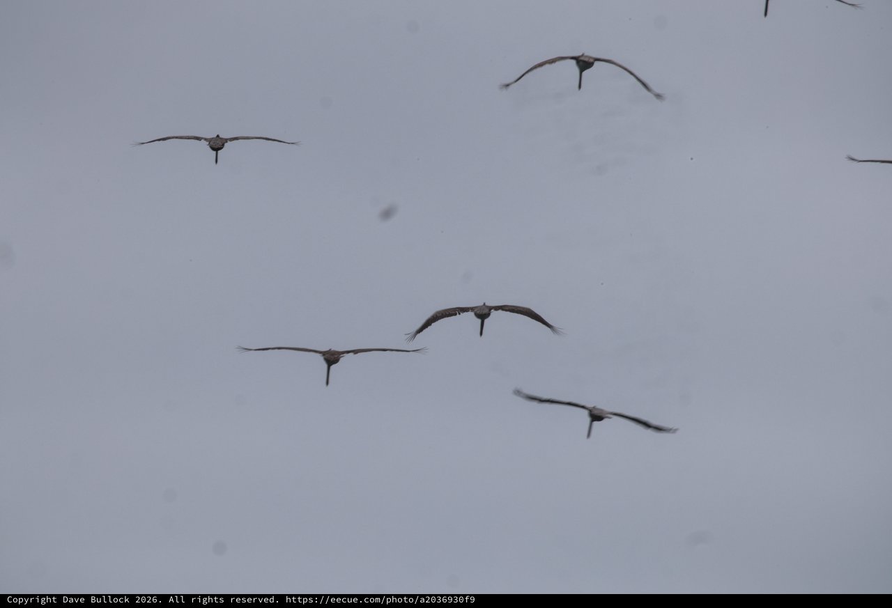 Sandhill Cranes Soaring Through Overcast Skies