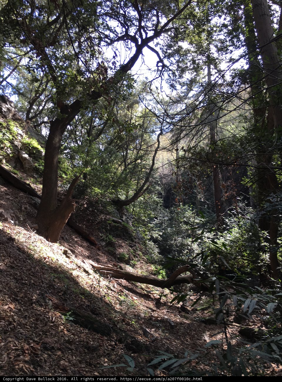 Traversing the Woodland Trail
