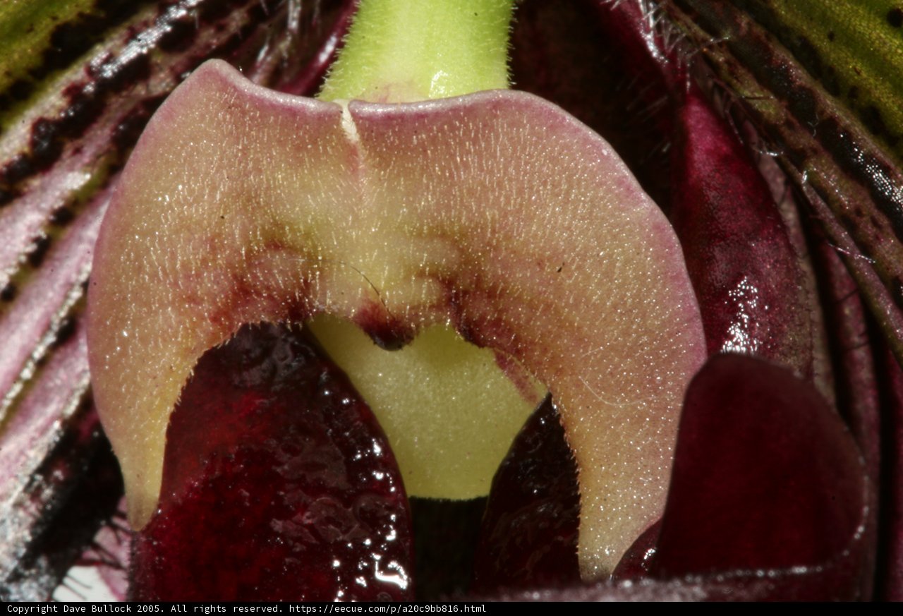 The Orchid's Secret